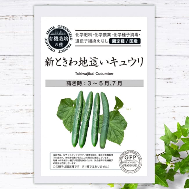 キュウリ 新ときわ地這いキュウリ 