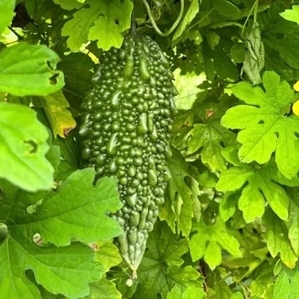 にがうり あばしゴーヤ 1