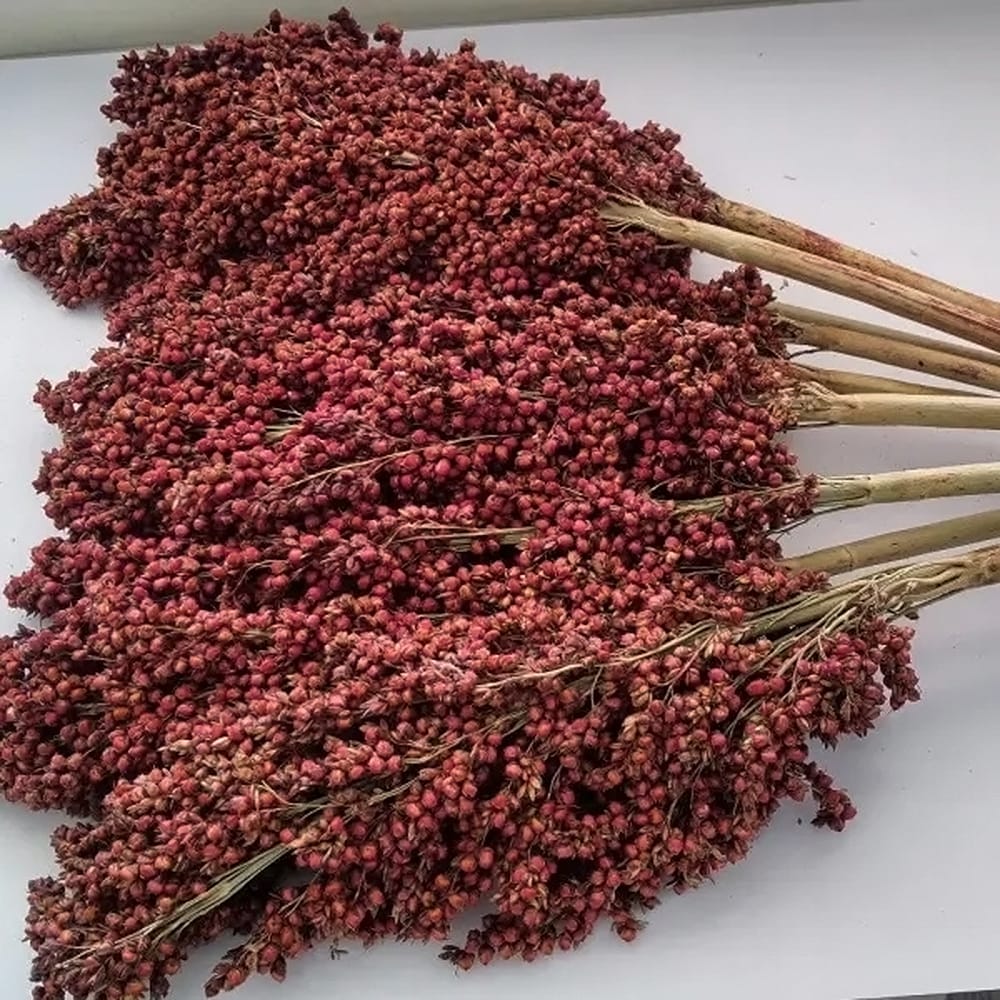 たかきび たかきび 1