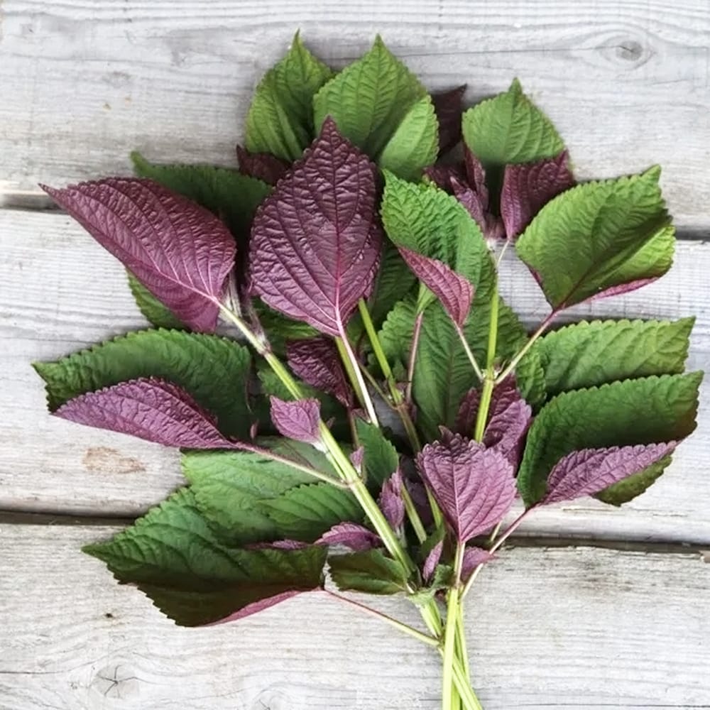 しそ 二藍しそ  1