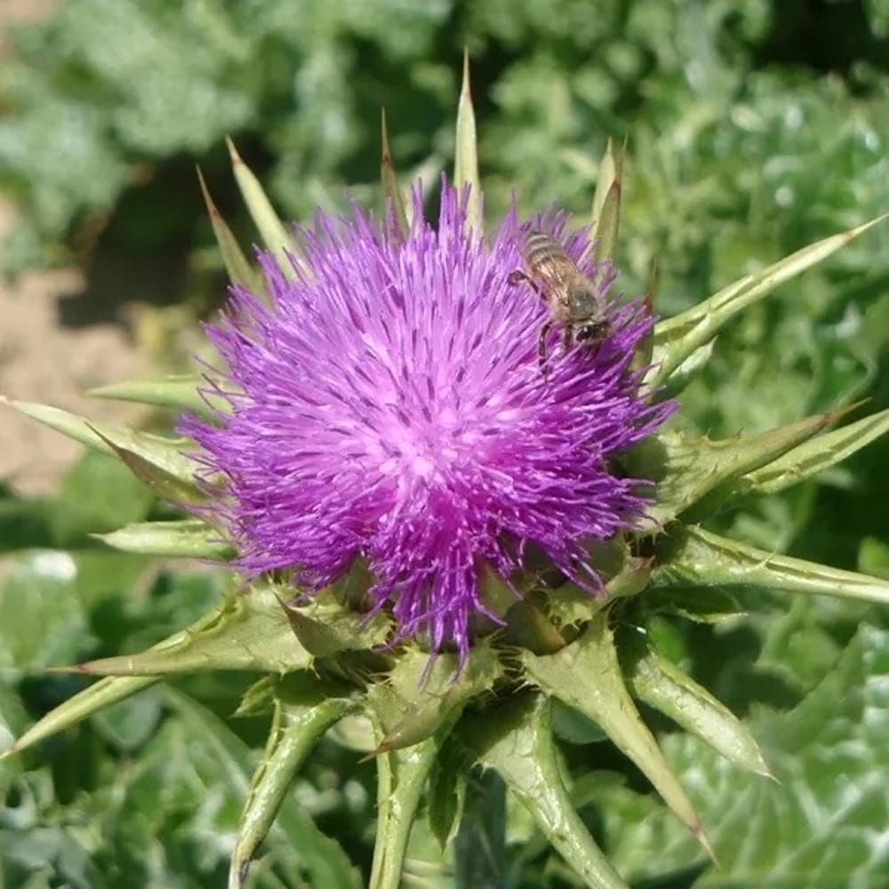 ミルクシスル ミルクシスル 1