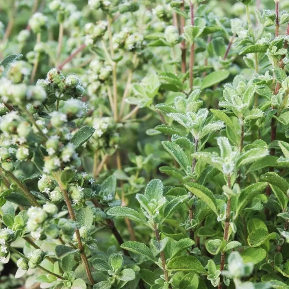 オレガノ スイートマジョラム 1