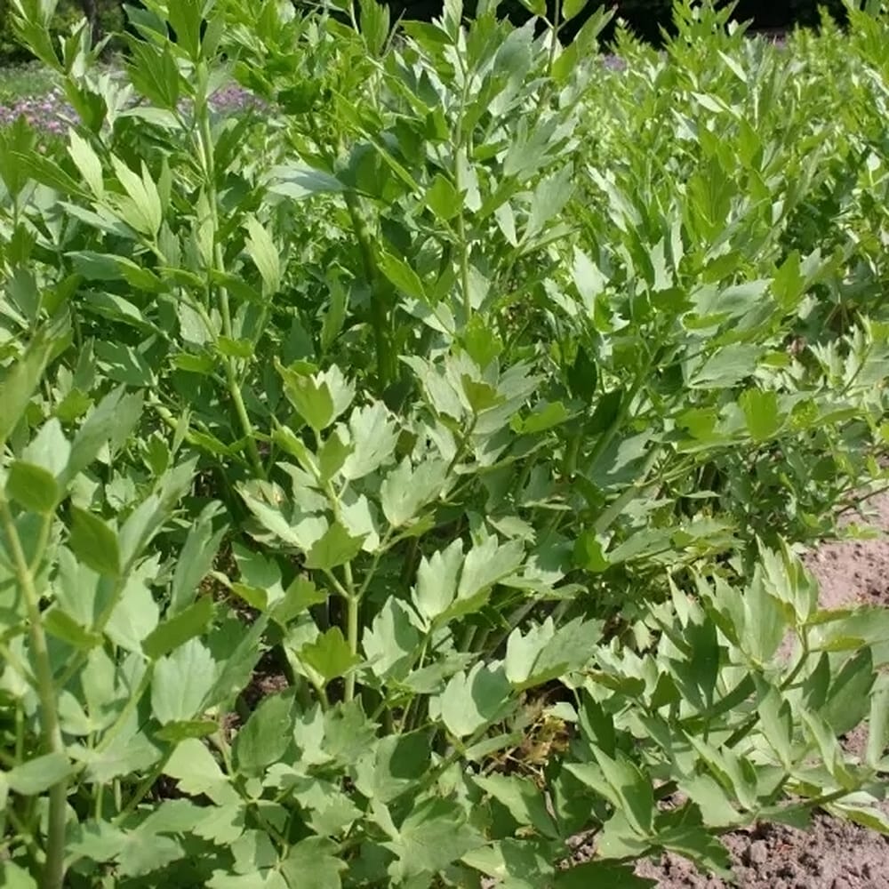 ラベージ ラベージ 1