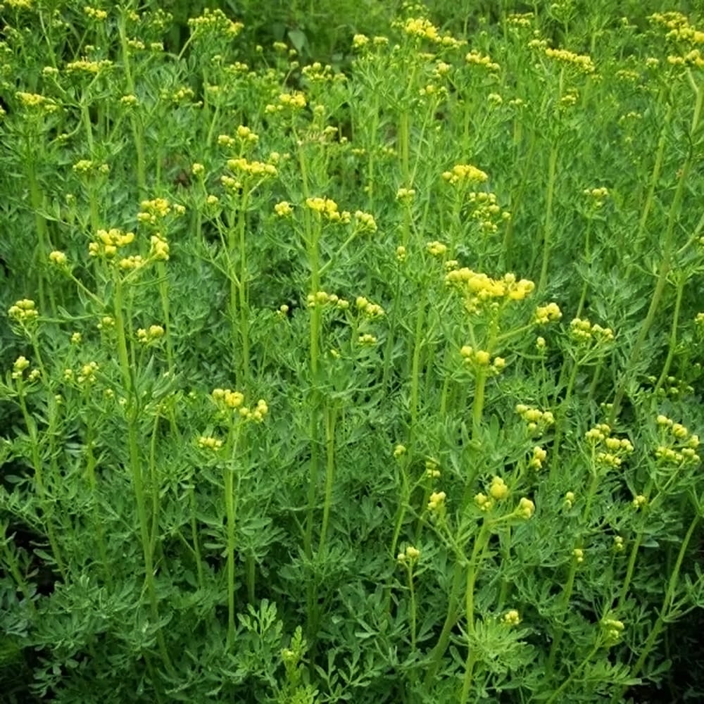 ルー ルー（ヘンルーダ） 1