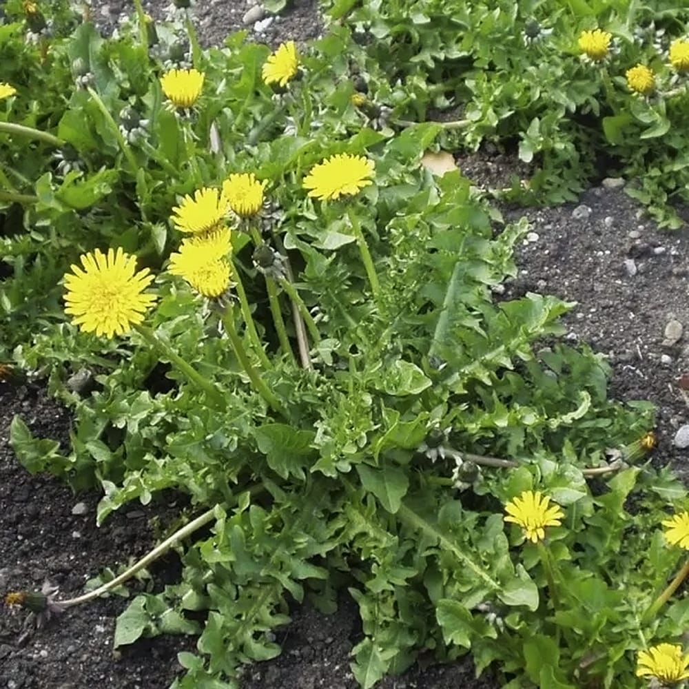 タンポポ ダンディライオン 1