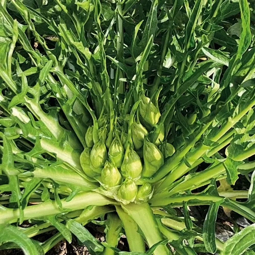 チコリ プンタレッラ 1