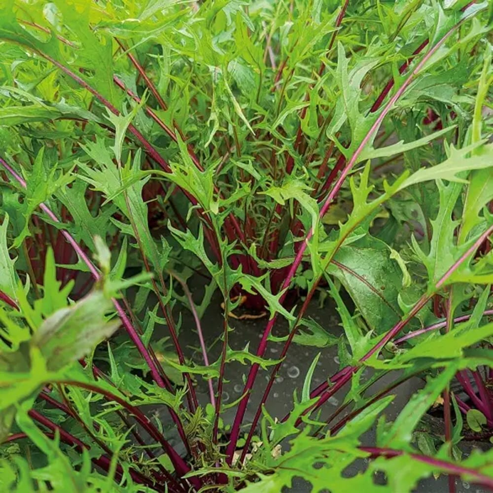 水菜 パープル水菜 1