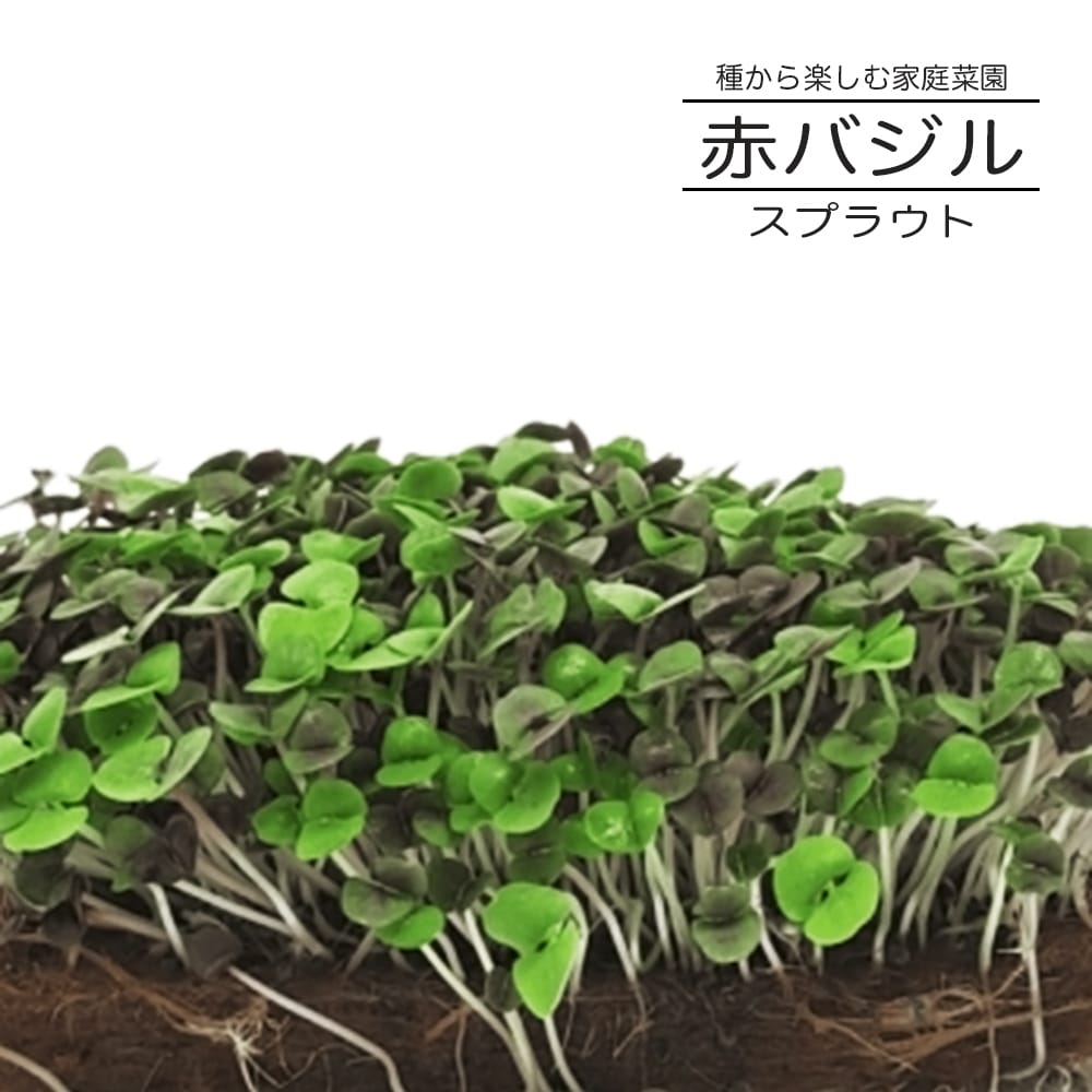 バジル 赤バジル（スプラウト） 