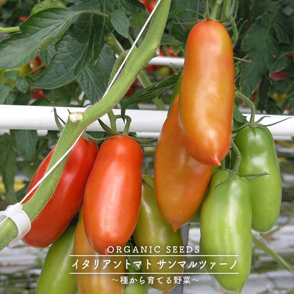 トマト イタリアントマト サンマルツァーノ 苗 販売 苗木部 By 花