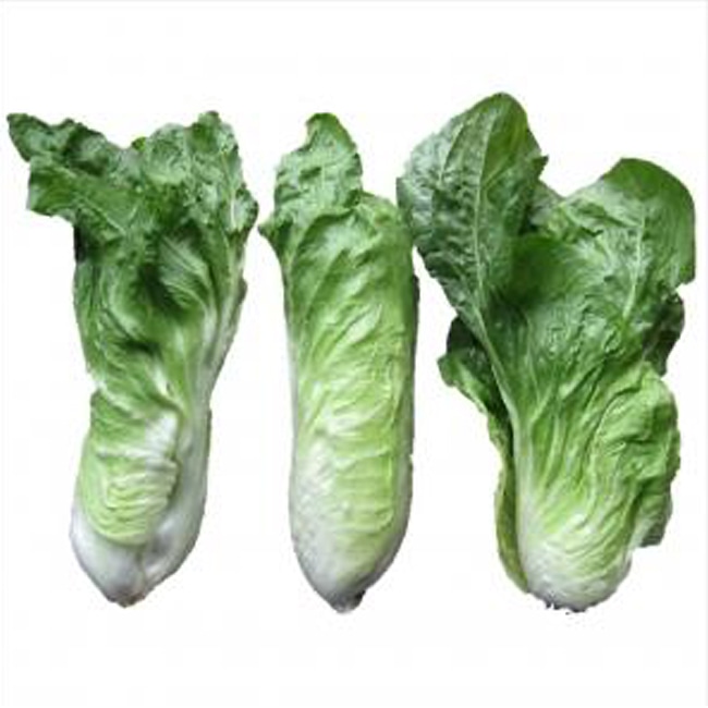 チコリ チコリ 1