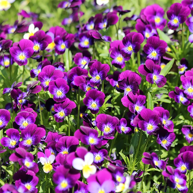 ビオラ 3色スミレ トリコロール 苗 販売 苗木部 By 花ひろばオンライン