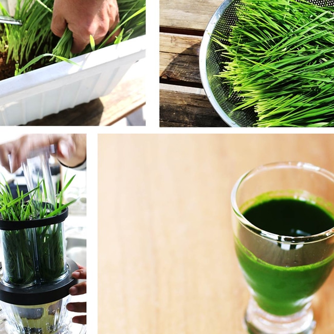 ウィートグラス・ジュース