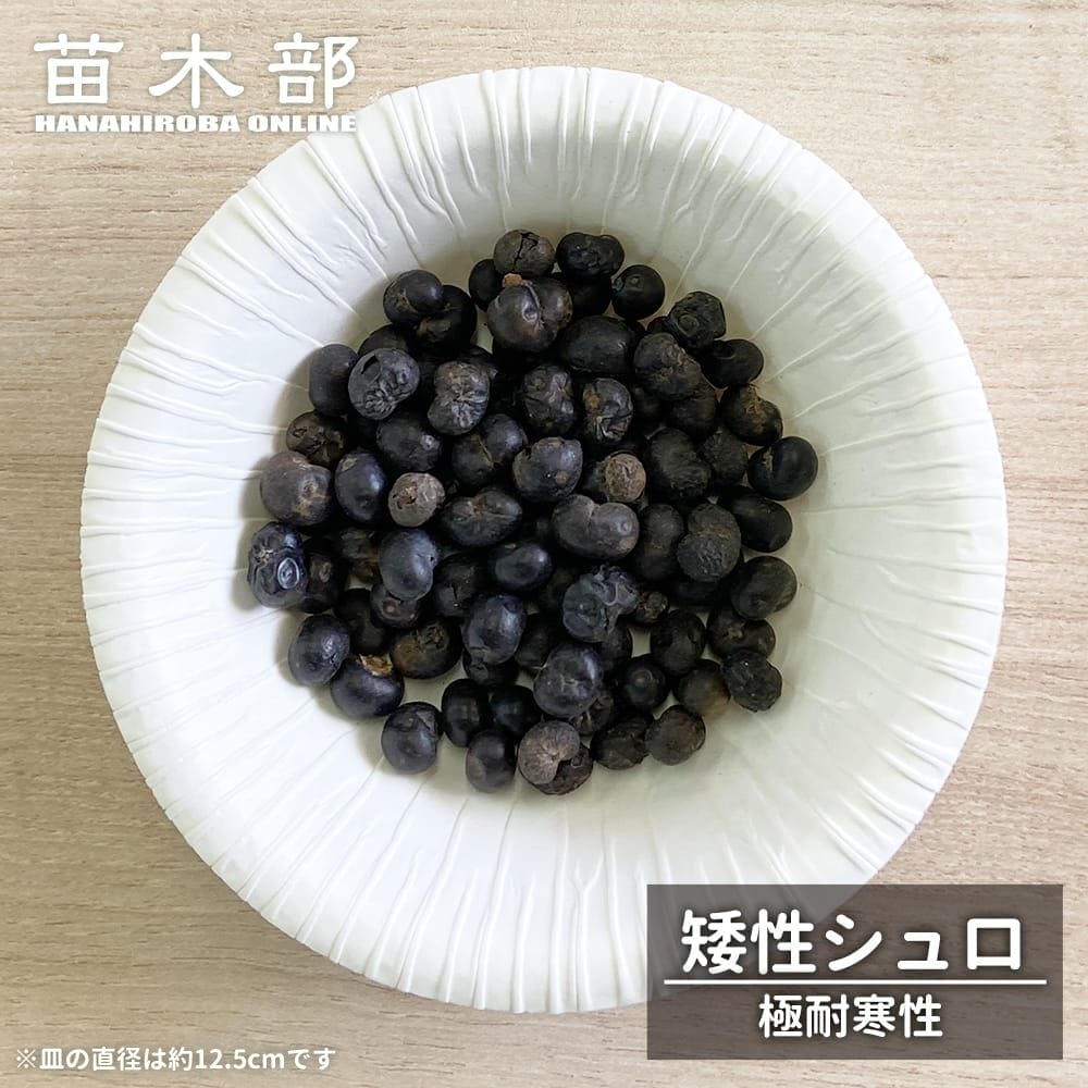 ヤシ 極耐寒性 矮性シュロ 苗 販売 苗木部 By 花ひろばオンライン ヤシ 極耐寒性 矮性シュロ 苗 販売 苗木部 By 花ひろばオンライン
