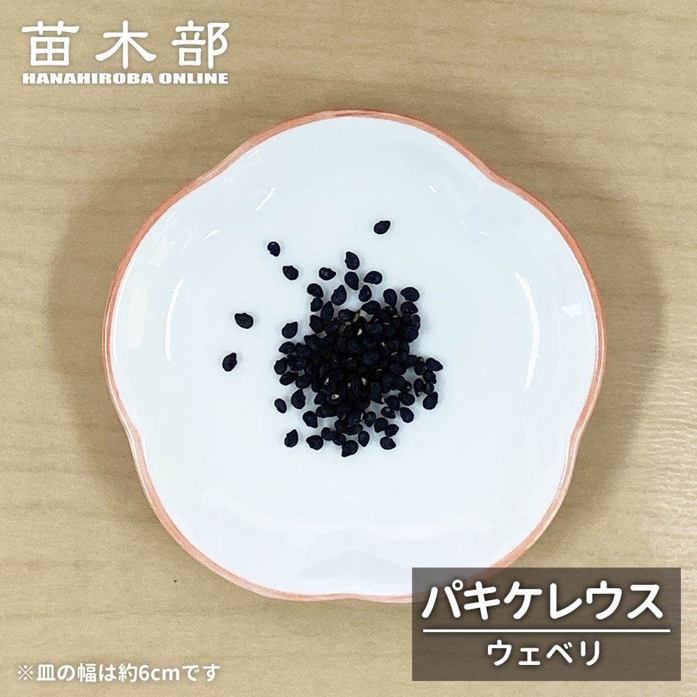  パキケレウス ウェベリ 1