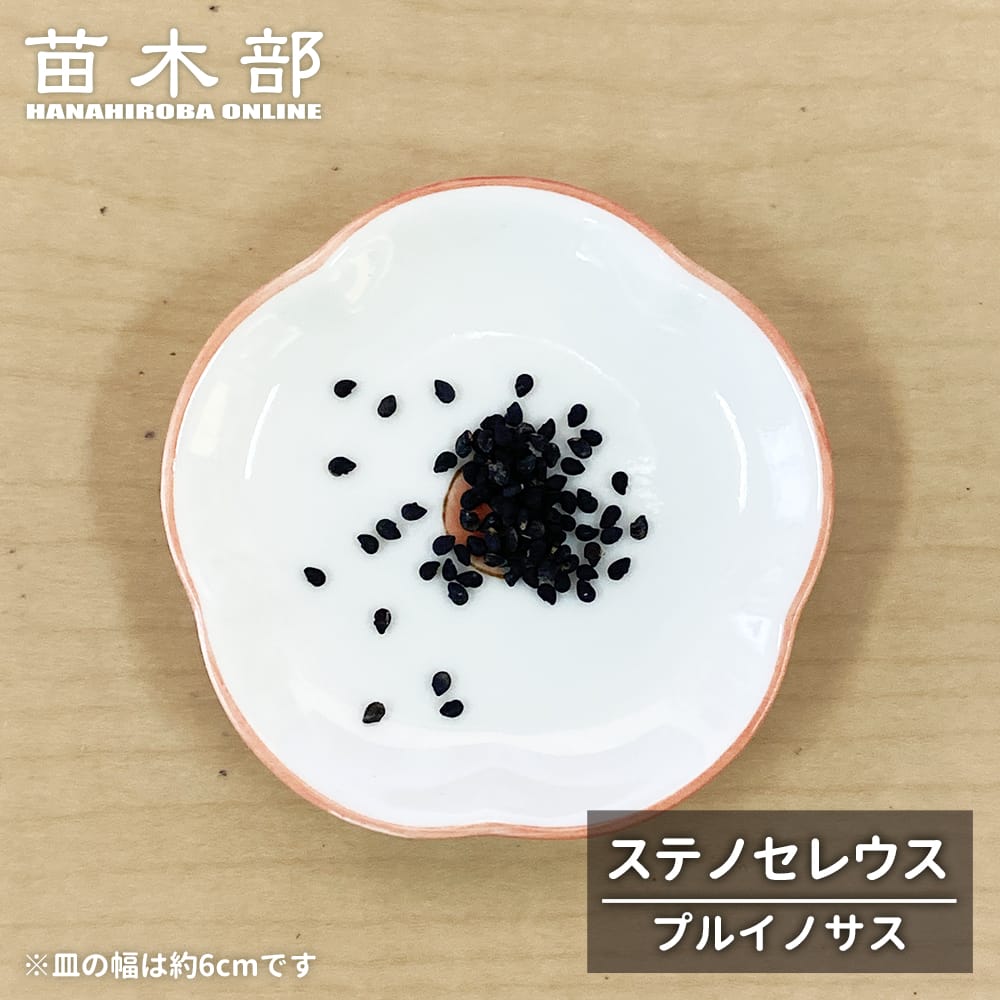 サボテン ステレオセレウス プルイノサス 