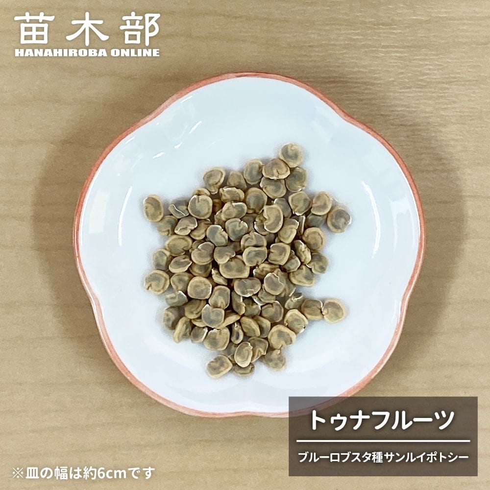 トゥナフルーツ ブルーロブスタ種 サンルイポトシー 