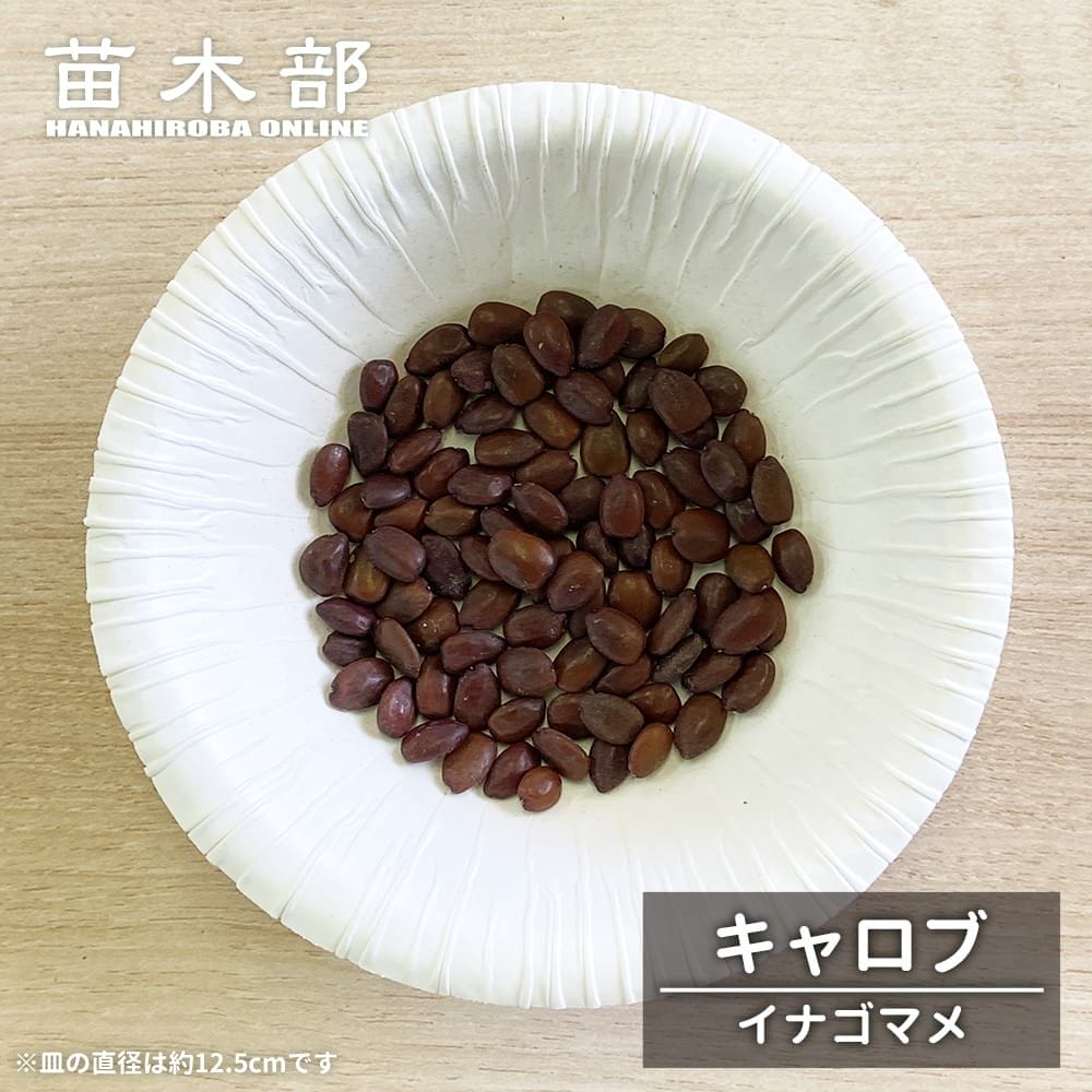  キャロブ 