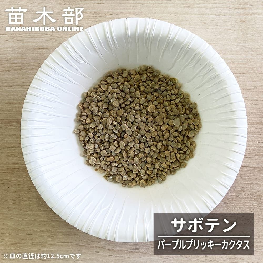  パープルプリッキーカクタス 