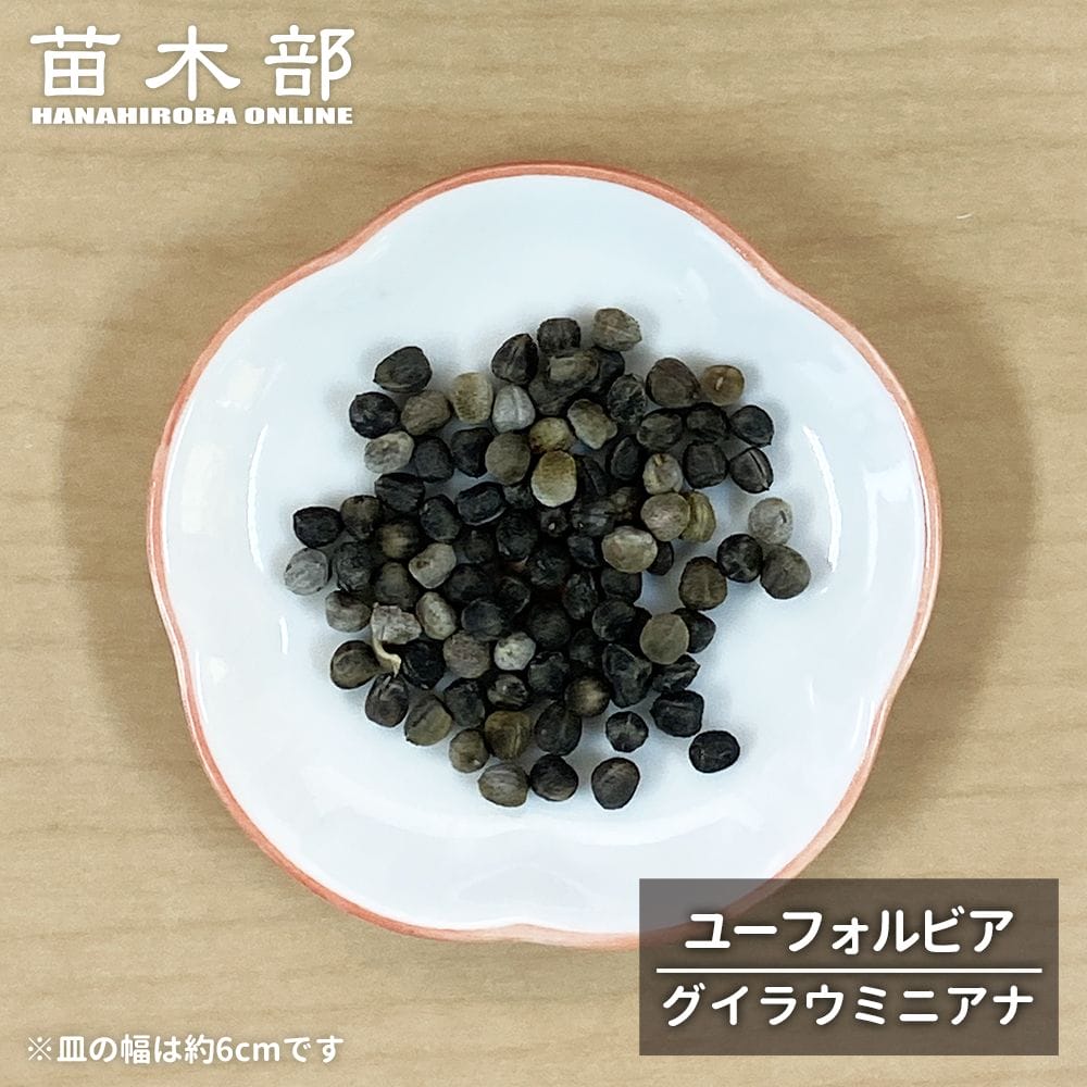  ユーフォルビア グイラウミニアナ 