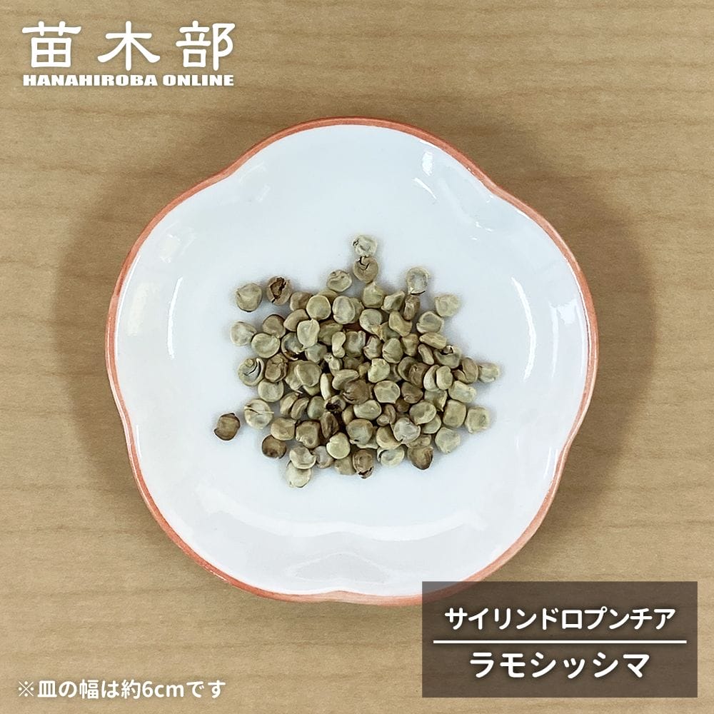  コーデックス サイリンドロプンチア ラモシッシマ 1