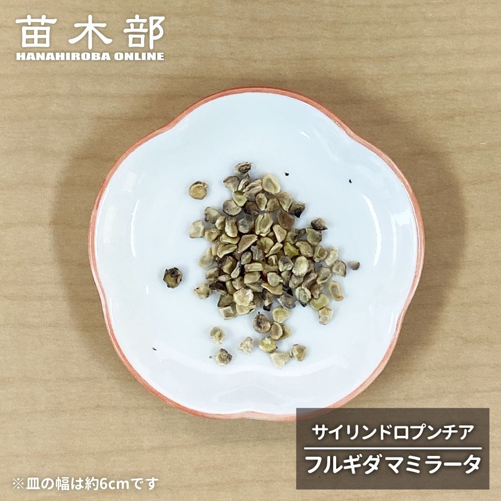  コーデックス サイリンドロプンチア フルギダ マミラータ 