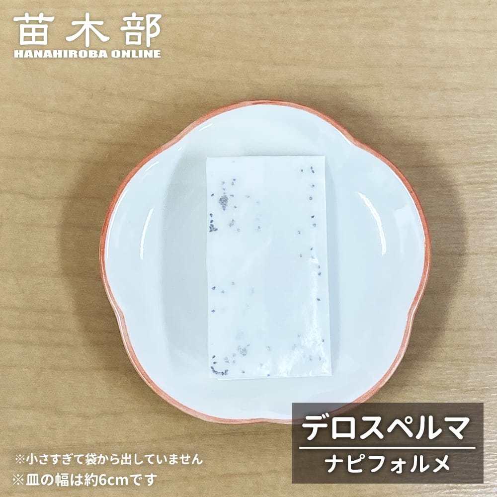 コーデックス デロスペルマ ナピフォルメ 