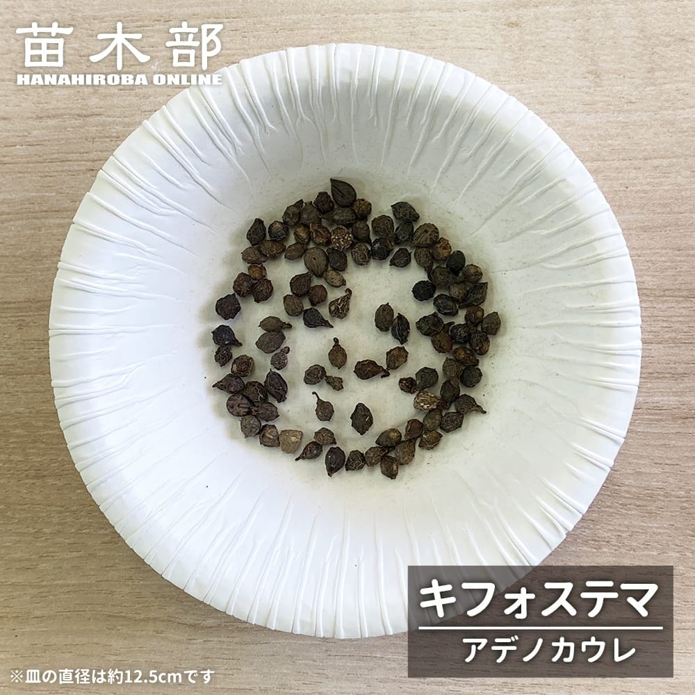  アデノカウレ 