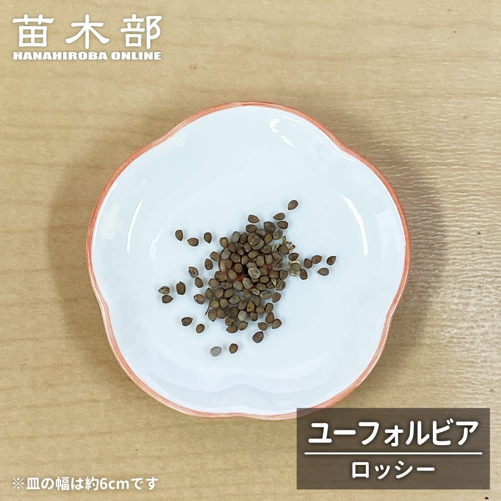 コーデックス ロッシー 