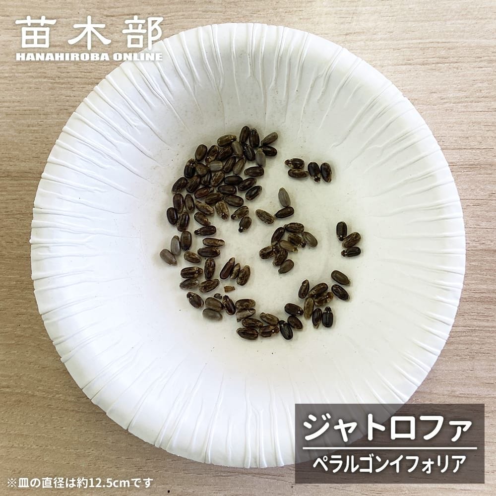  コーデックス ジャトロファ ペラルゴンイフォリア 