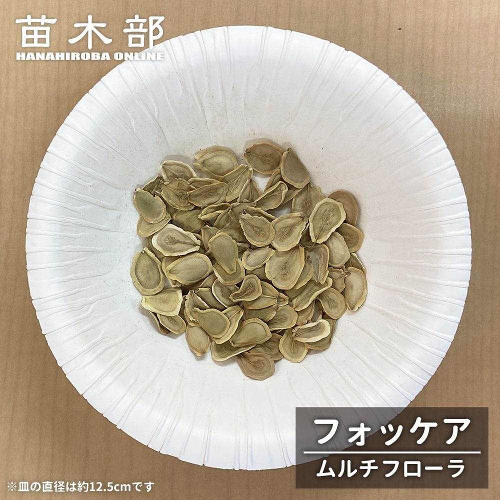 コーデックス フォッケア ムルチフロー 1