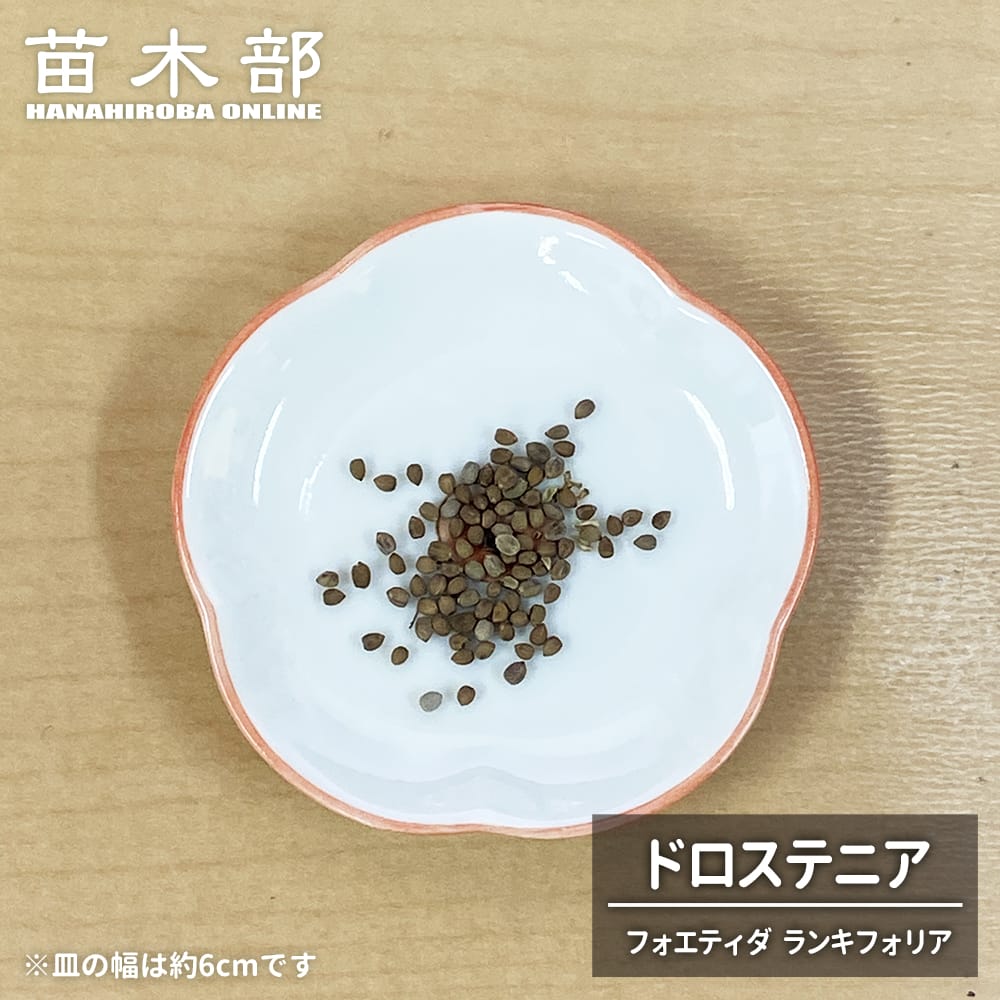 コーデックス  ドロステニア フォエティダ ランキフォリア 