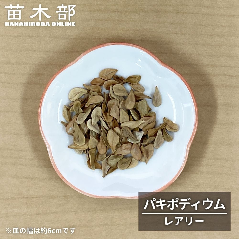 コーデックス ドロステニア フォエティダ ランキフォリア コーデックス パキポディウム レアリー 1