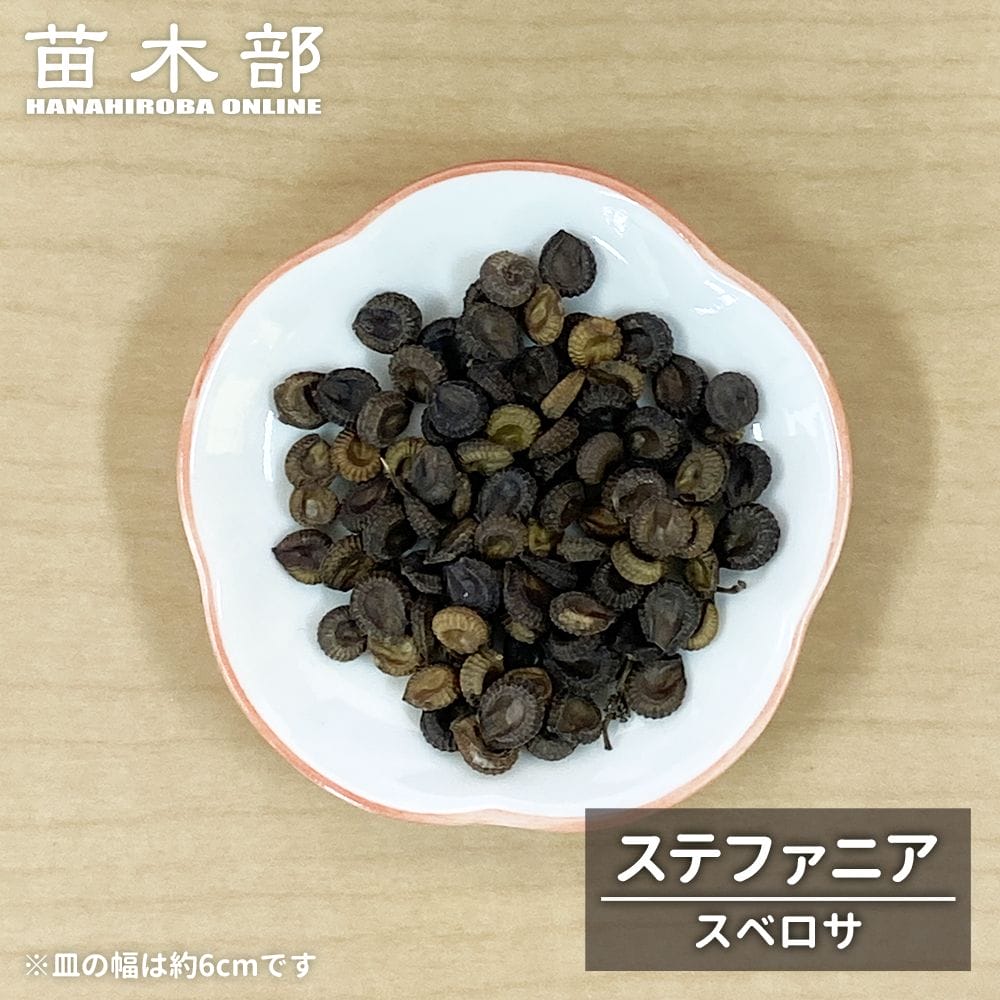  コーデックス ステファニア スベロサ 