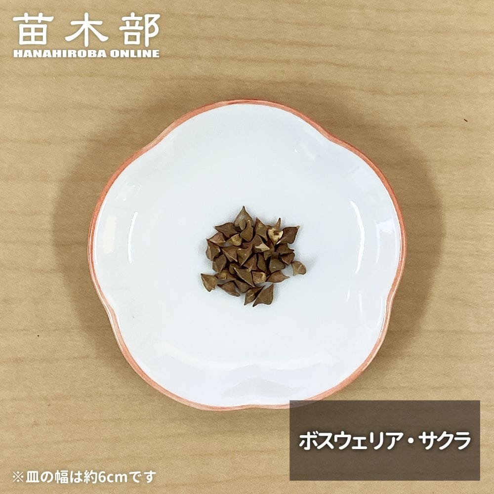  コーデックス ボスウェリア サクラ 1