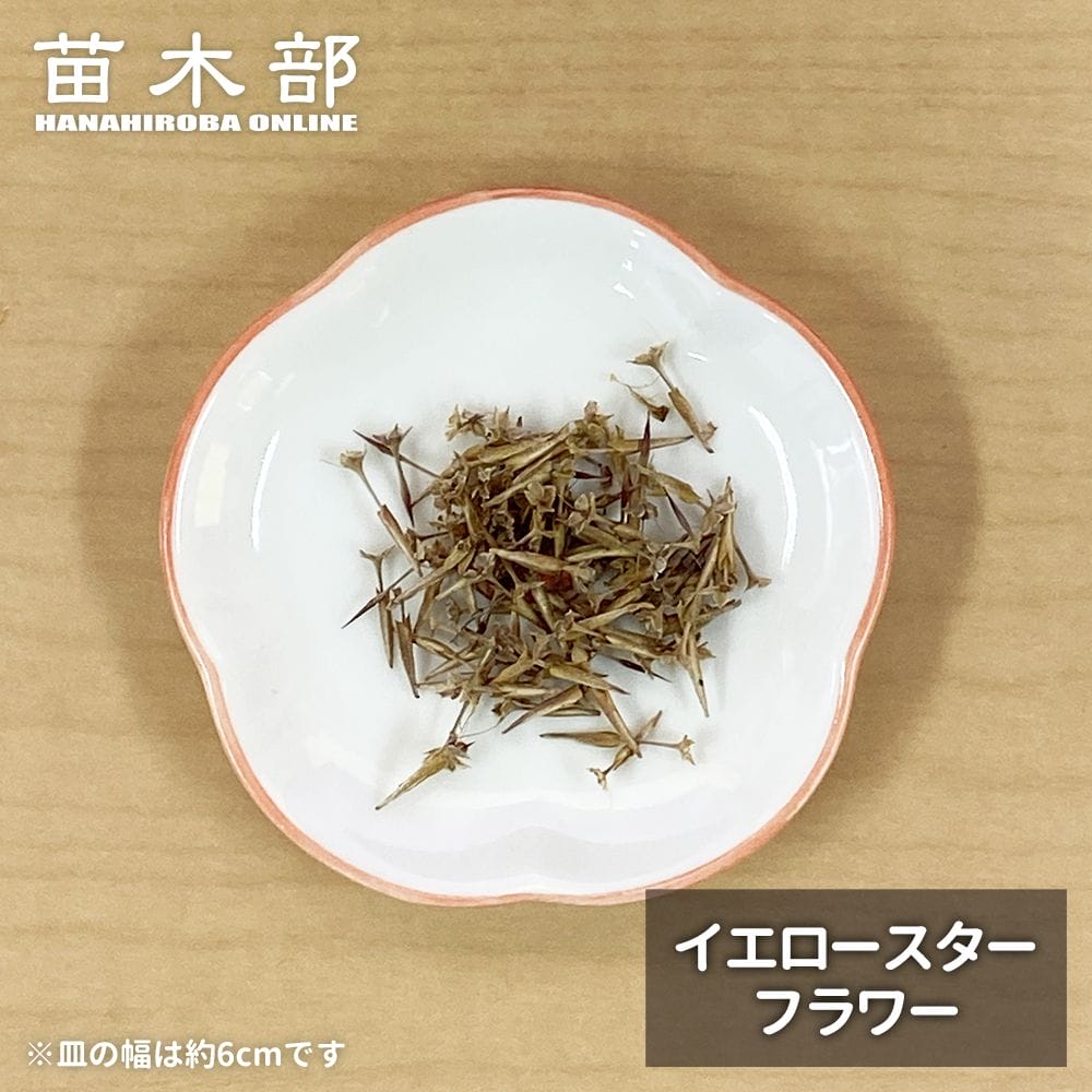  種子【イエロースターフラワー】 オージープランツ 1