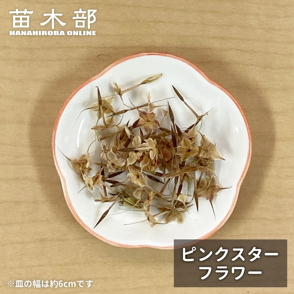  種子【ピンクスターフラワー】 オージープランツ 