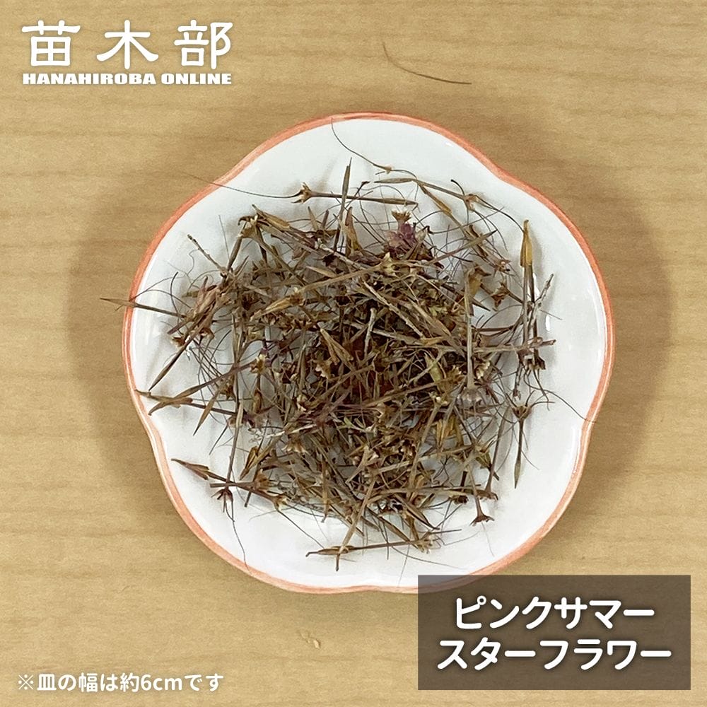  種子【ピンクサマースターフラワー】 オージープランツ 
