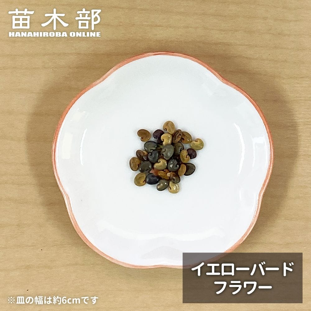 グリーンバードフラワー 種子【イエローバードフラワー】 オージープランツ 1