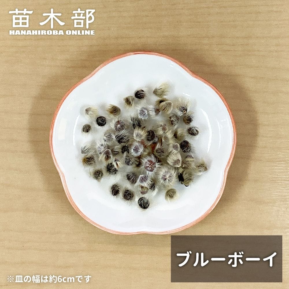 種子【ブルーボーイ】 オージープランツ 1