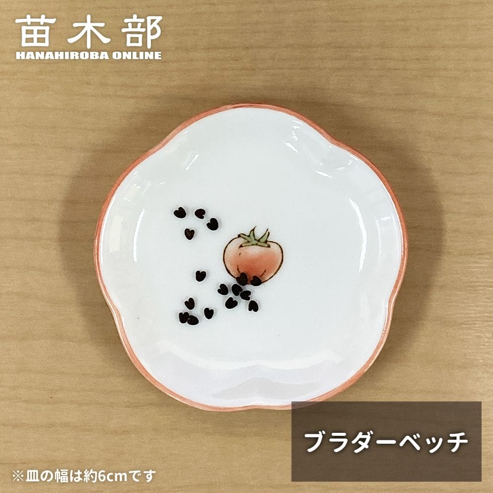  種子【ブラダーベッチ】 オージープランツ 