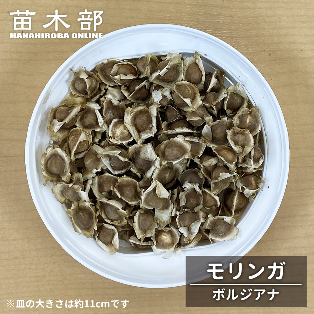 モリンガ ボルジアナ 