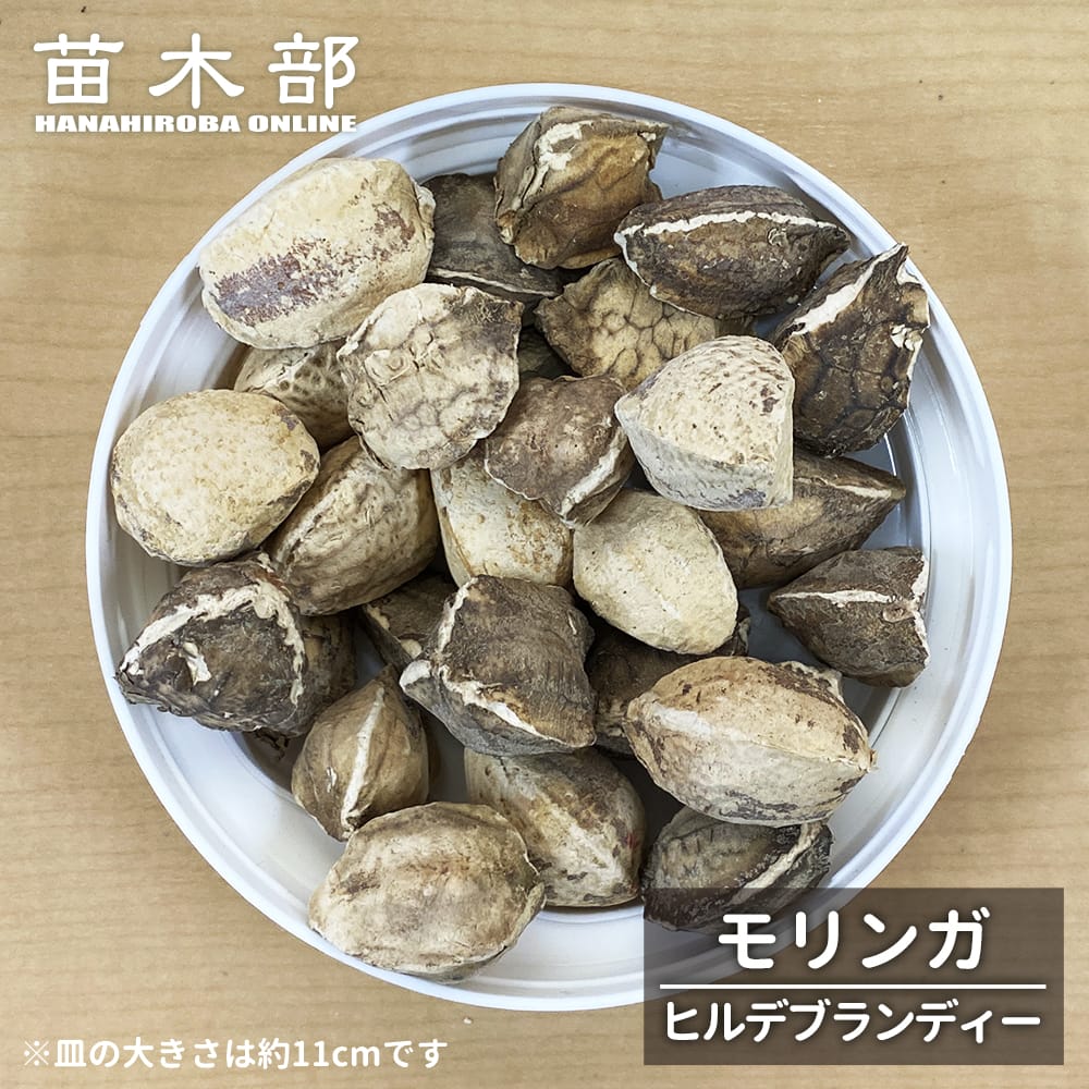 モリンガ ヒルブランディー 