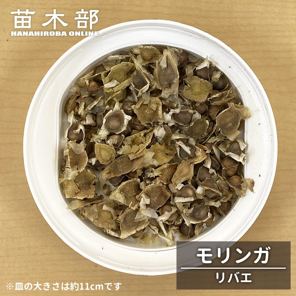 モリンガ リバエ 