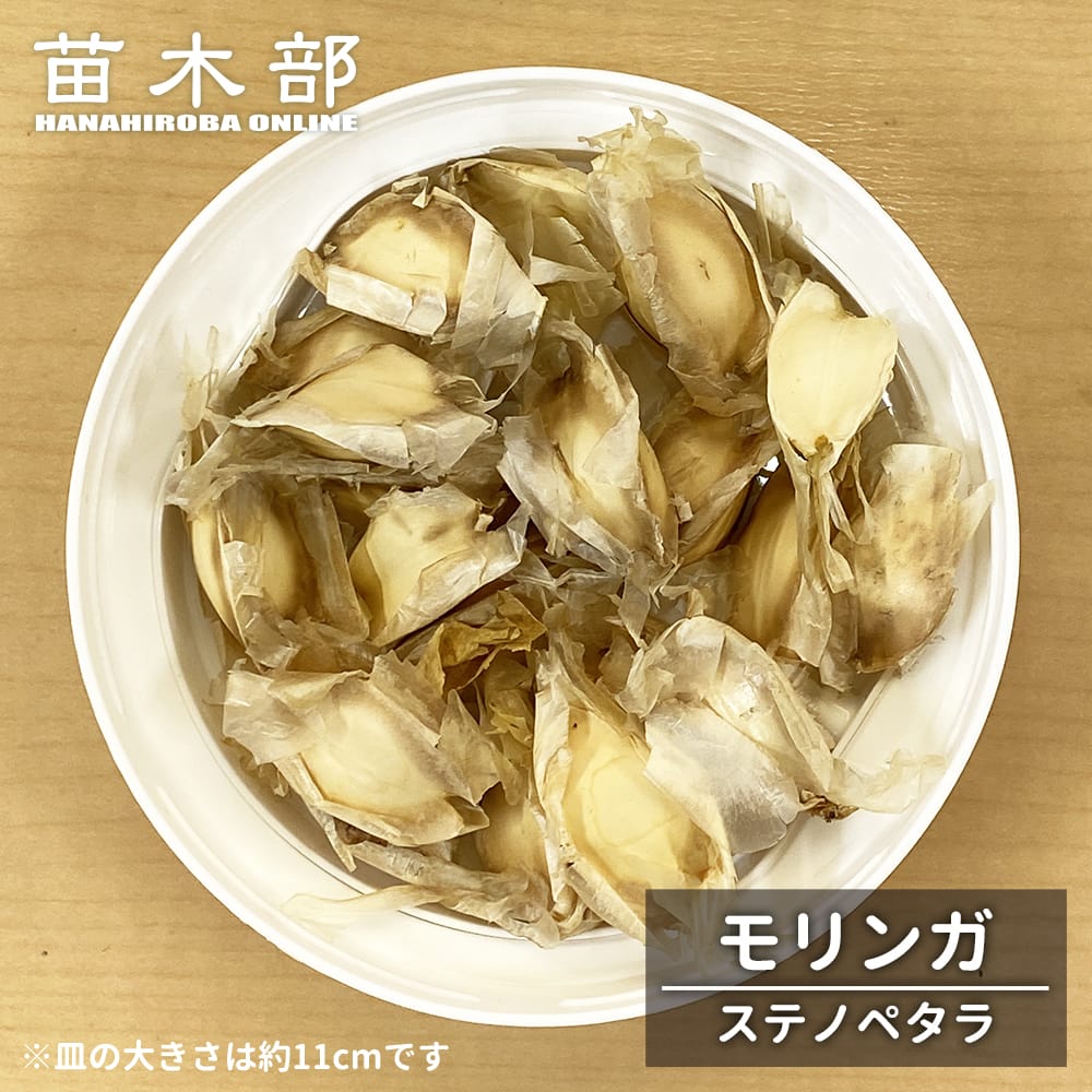モリンガ ステノペタラ 