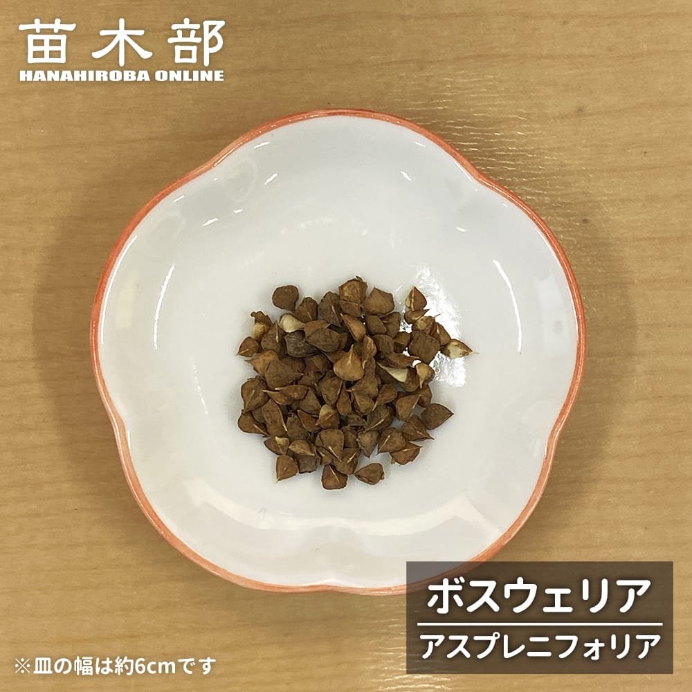 コーデックス ボスウェリア アスプレニフォリア 
