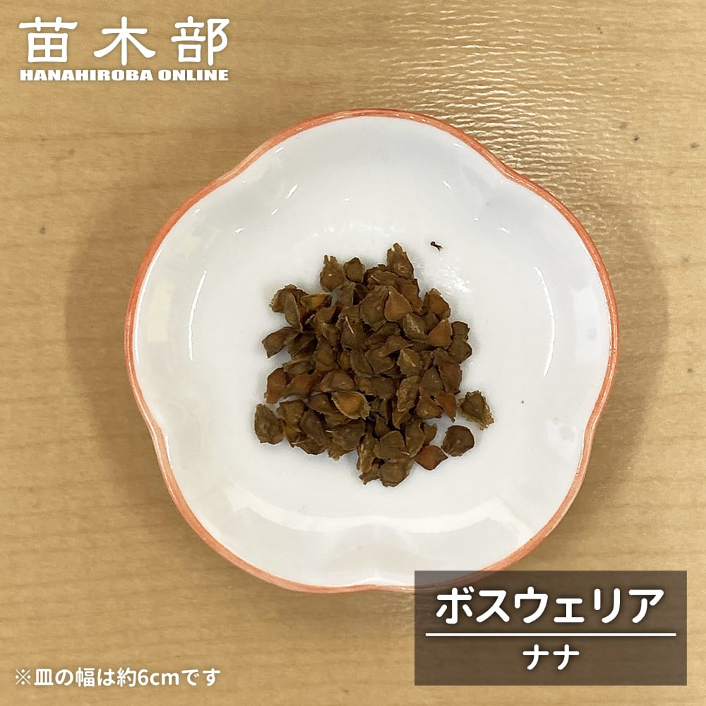 コーデックス ボスウェリア ナナ 