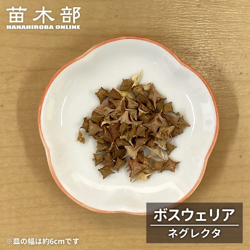 コーデックス ボスウェリア ネグレクタ 