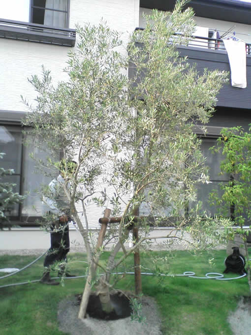 クリックすると別画面で大きな画像で見れます