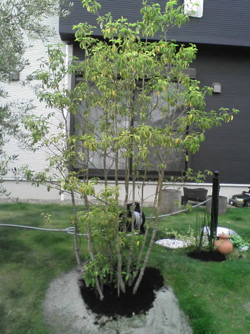 ソヨゴ 苗 通販 苗木部 By 花ひろばオンライン