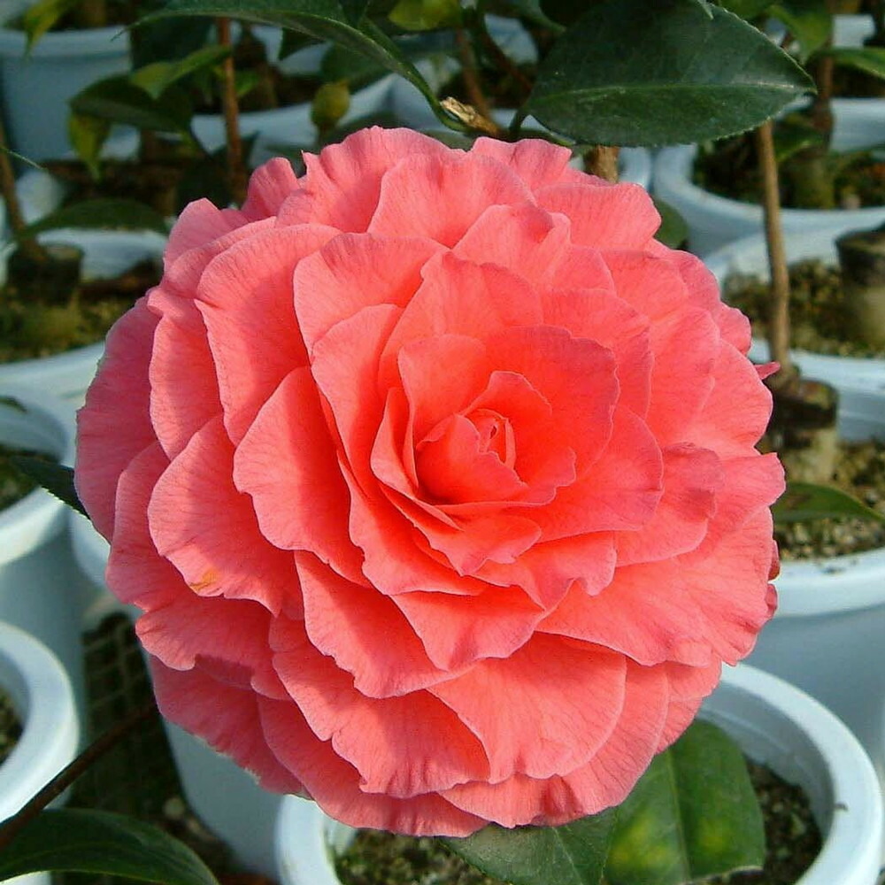 ネムノキ  トキワ 